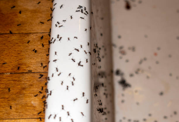 Best Commercial Pest Control Services  in Ponchatou, LA
